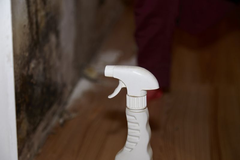 Attic Mold Removal in Frisco, TX