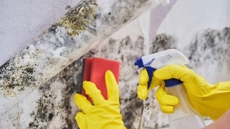 Crawl Space Mold Removal in Fort Lauderdale, FL