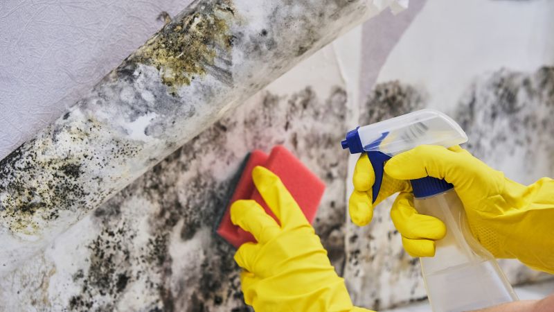 Mold Abatement in Broward County, FL