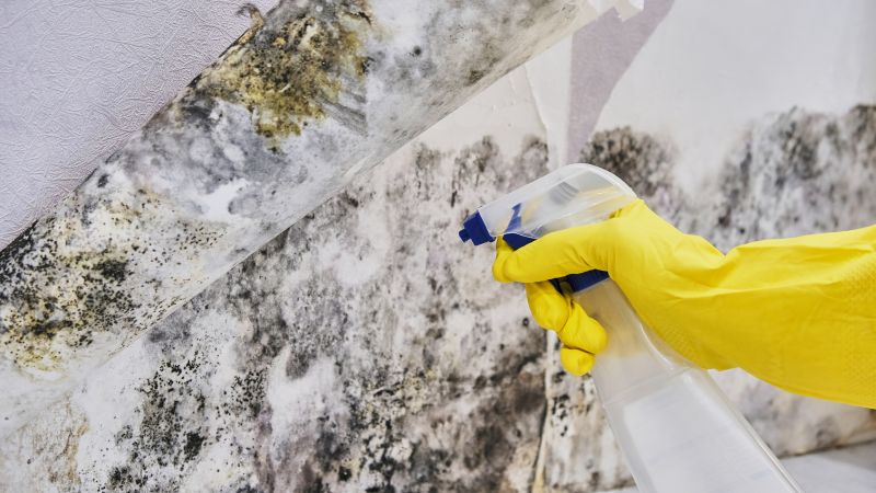 Mold Control in Essex County, NJ