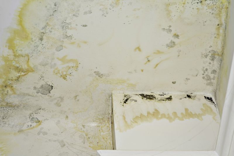 Mold Removal in Jupiter, FL