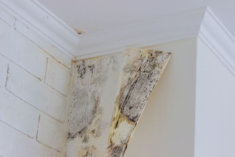 White Mold Mitigation in Boca Raton, FL